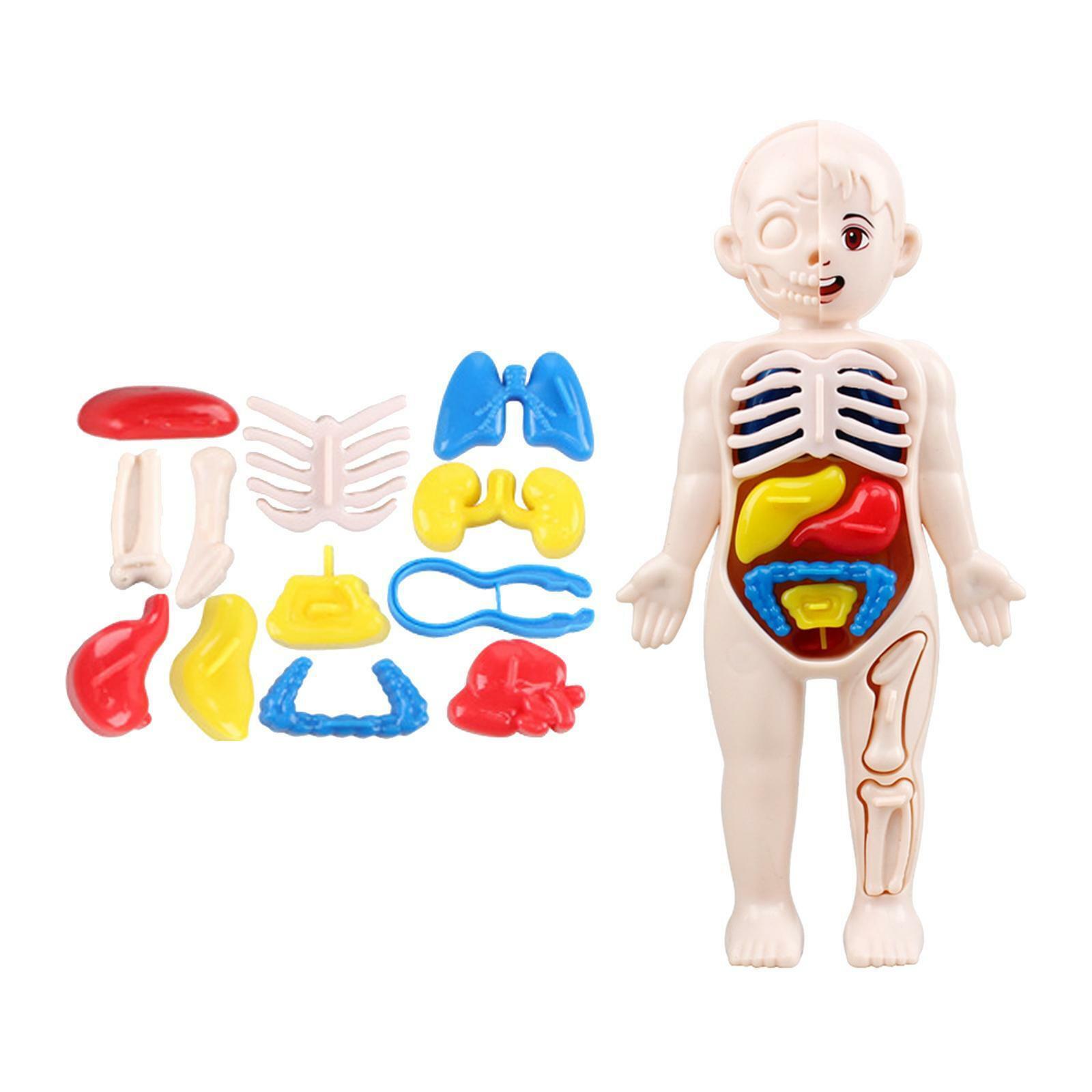 Jucarie educativa anatomie, model corpul uman