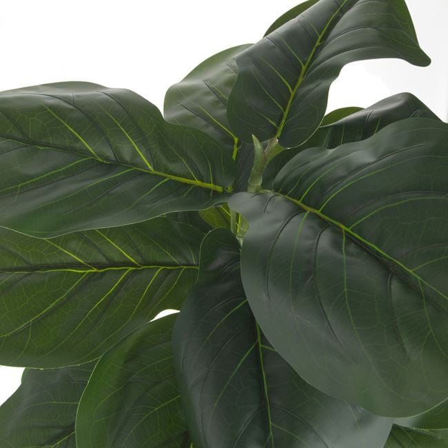 Planta decorativa in ghiveci, Ficus Lyrata, 85 cm