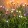 Set 4 x Lampa solara LED, 6 bulbi licurici de gradina