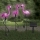 Set 3 x Lampa solara, Flamingo - lumineaza 8 ore
