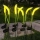 Set 2 x Lampa solara tip iarba verde ornamentala