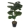 Planta decorativa in ghiveci, Ficus Lyrata, 85 cm