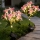Set 2 x lampa solara 70 cm, 6 crini roz