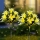 Set 2 x lampa solara 70 cm, 6 crini galbeni
