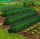 Set 5 x Tunel protectie plante 300x45 cm